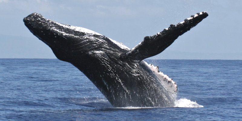 Humpback Whale Gloucester MA Whale Watch