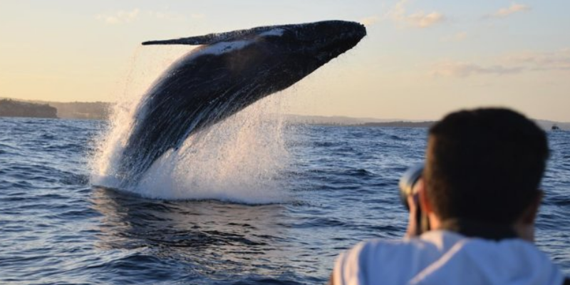 Whale Watching Discount Rockport Gloucester