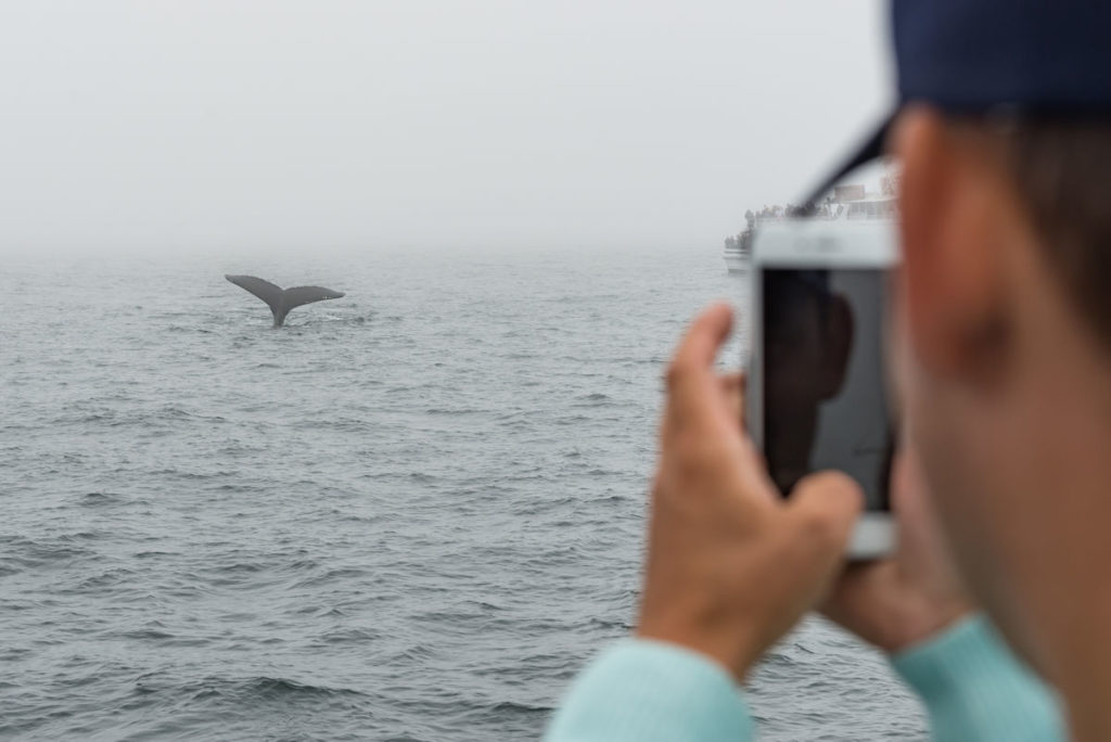 Fall in Rockport Whale Watching