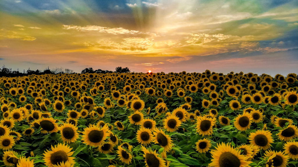 Sunflower Fields in the Fall