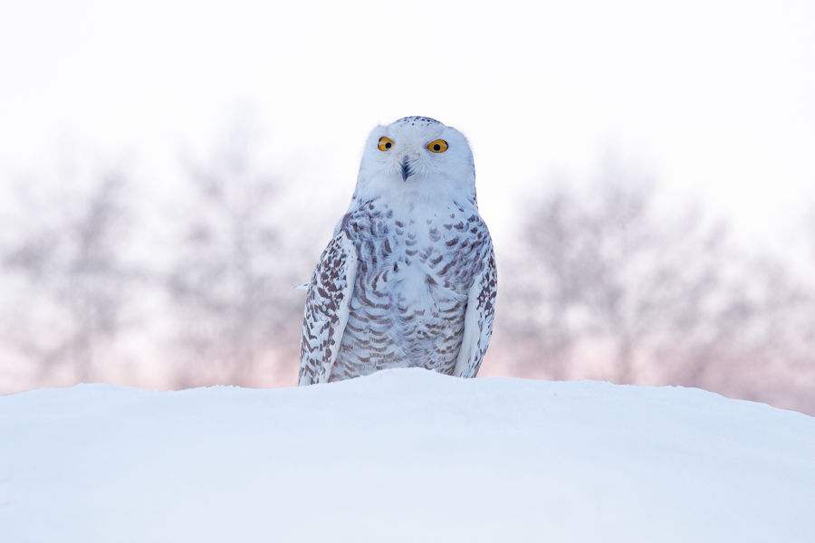 Snowy Owl in Gloucester MA