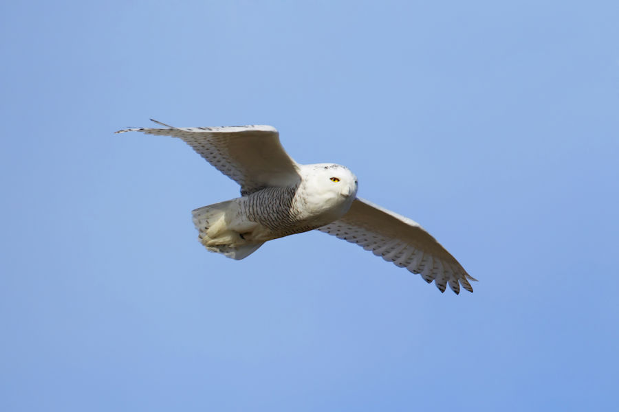 Snowy Owls In Flight