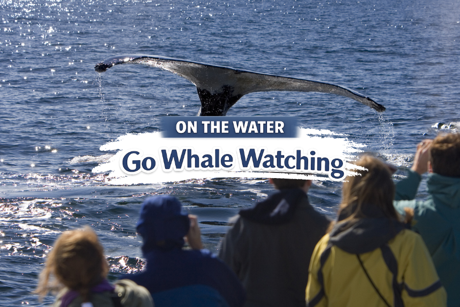 Go Whale Watching Cape Ann Whale Watch